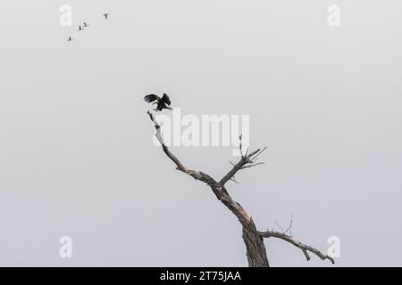 A Bald Eagle landing on the top of a barren tree, talons outstretched to grab a branch, on an overcast day in winter. Stock Photo