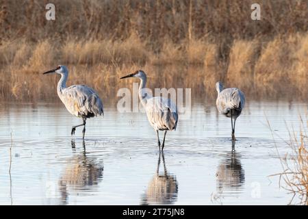 Three Sandhill Cranes standing in a pond. The cranes look to the left of the image. The pond is surrounded by reeds and tall grass. The surface of the Stock Photo