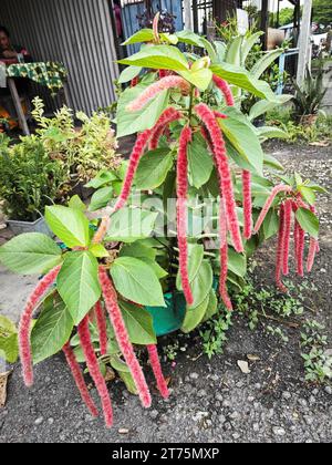 beautiful red- hot cat's tail flower houseplant. Stock Photo