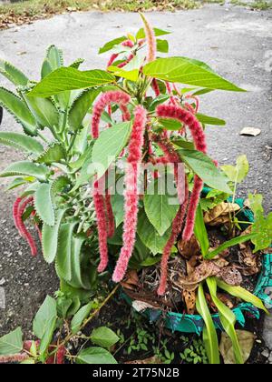 beautiful red- hot cat's tail flower houseplant. Stock Photo