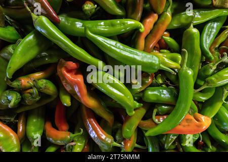 Close-up of a bushel of fresh green chile peppers, spicy food, southwest, autumn, organic produce, green and red Stock Photo