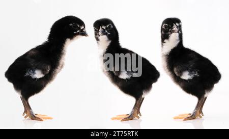 Newborn baby chick on a white background Stock Photo