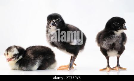 Newborn baby chick on a white background Stock Photo