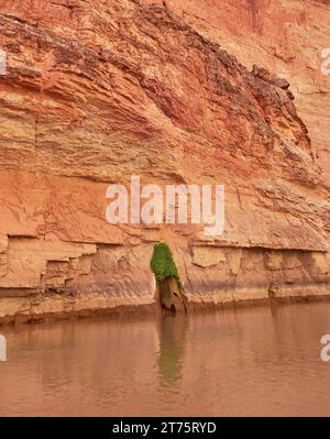 A spring in the redwall of the Grand Canyon supports unexpected plant life. This is a short distance down the Colorado River from the Redwall Cavern Stock Photo