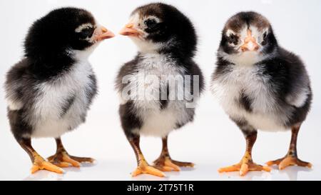 Newborn baby chick on a white background Stock Photo