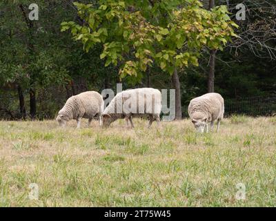 Three sheep grazing in a grassy pasture in Missouri. Stock Photo