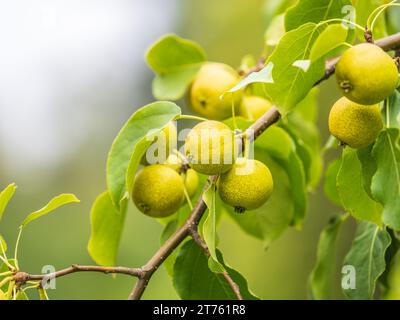 Yellow wild apples ripen on a branch. The Fruit Harvest. Autumn. Soft and selective focus. Small wild apples on the tree Stock Photo