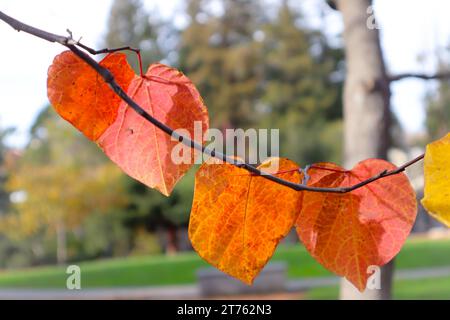 Autumn leaves. Close up of Maple Autumn Leaves in nature. Stock Photo