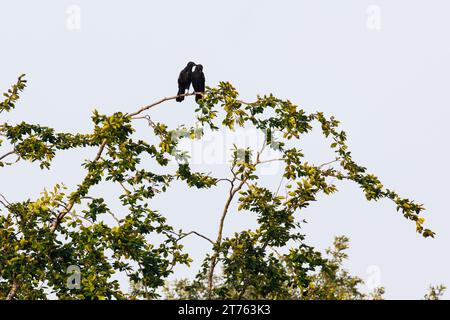 Two Carrion Crows embracing while perched in a tree Stock Photo