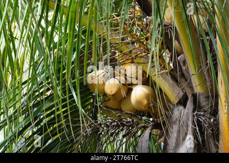 Tropical Palm Tree with Ripe Coconuts Stock Photo