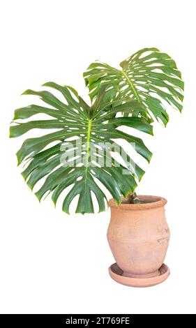 Monstera deliciosa or Swiss cheese plant in a large clay pot isolated on white background Stock Photo