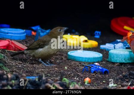 Vogelkop bowerbird or Amblyornis inornata or Vogelkop gardener bowerbird, observed in Arfak mountains, West Papua, Indonesia Stock Photo