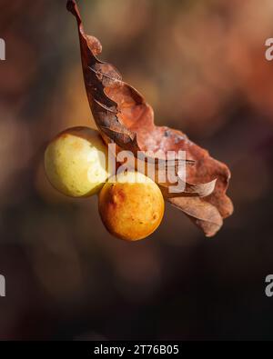 Galls formed by the larvae of the oak nutcracker. Yellow balls on oak leaves, light and shade Stock Photo