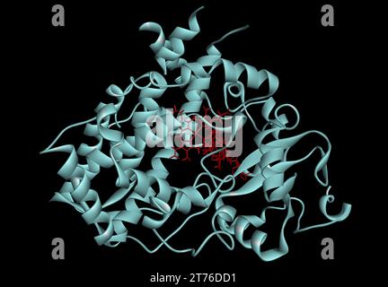 Cytochrome P450 molecule. CYP 3A4 is the most promiscuous of the human CYP enzymes. Molecular model. 3D rendering. Illustration Stock Photo