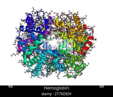 Hemoglobin haemoglobin, Hb or Hgb molecule. It is blood protein. Molecular model. 3D rendering. Illustration Stock Photo