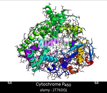 Cytochrome P450 molecule. CYP 3A4 is the most promiscuous of the human CYP enzymes. Molecular model. 3D rendering. Illustration Stock Photo