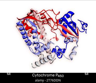 Cytochrome P450 molecule. CYP 3A4 is the most promiscuous of the human CYP enzymes. Molecular model. 3D rendering. Illustration Stock Photo