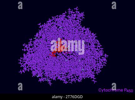 Cytochrome P450 molecule. CYP 3A4 is the most promiscuous of the human CYP enzymes. Molecular model. 3D rendering. Illustration Stock Photo