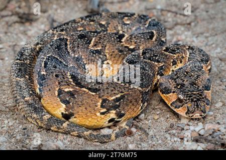 A Puff Adder (Bitis arietans), a highly venomous snake from South Africa Stock Photo