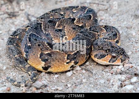 A Puff Adder (Bitis arietans), a highly venomous snake from South Africa Stock Photo