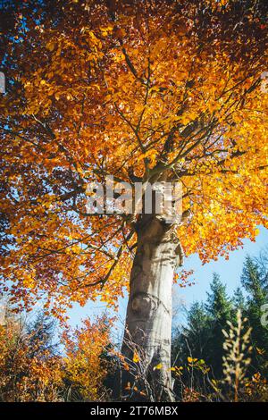Beech tree, autumn in the Waldviertel, Austria, Europe Stock Photo