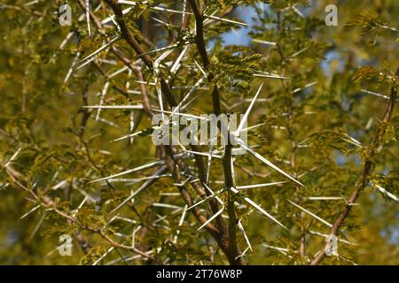 Acacia Horrida thorns- close up Stock Photo