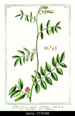 Old illustration of Chinese licorice (Glycyrrhiza echinata). By G. Bonelli on Hortus Romanus, publ. N. Martelli, Rome, 1772 – 93 Stock Photo