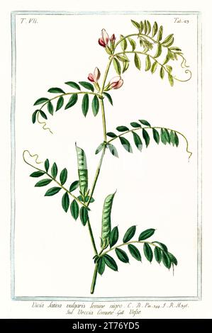 Old illustration of  Common Vetch (Vicia sativa). By G. Bonelli on Hortus Romanus, publ. N. Martelli, Rome, 1772 – 93 Stock Photo