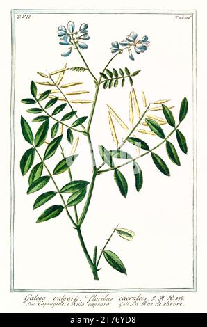 Old illustration of Galega (Galega officinalis). By G. Bonelli on Hortus Romanus, publ. N. Martelli, Rome, 1772 – 93 Stock Photo
