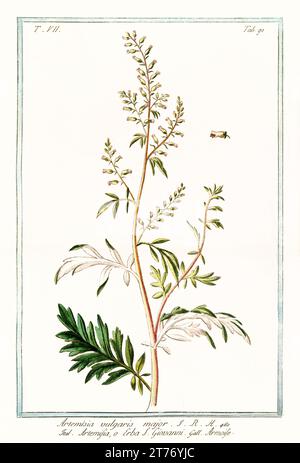 Old illustration of Common mugwort (Artemisia vulgaris). By G. Bonelli on Hortus Romanus, publ. N. Martelli, Rome, 1772 – 93 Stock Photo