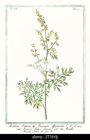 Old illustration of  Roman wormwood (Artemisia pontica). By G. Bonelli on Hortus Romanus, publ. N. Martelli, Rome, 1772 – 93 Stock Photo