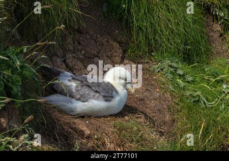 The Fulmar is the smallest member of the Albatross family, They have the distinctive tube nostrils and a superb gliders and soars over the open oceans Stock Photo