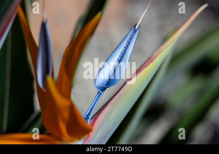 close-up of sterlicia or bird of paradise. Stock Photo