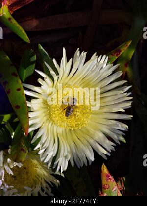 A honey bee on a Hottentot-fig flower, Carpobrotus edulis Stock Photo