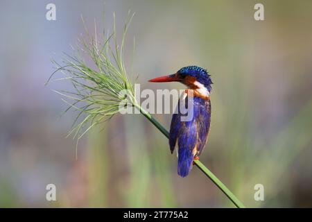 African Malachite Kingfisher (Corythornis Cristatus) perched on papyrus sedge reed on bank of the Chobe River Stock Photo