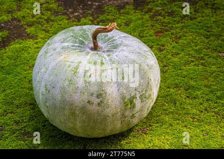 Closeup view of round unpeeled benincasa hispida aka wax gourd, white gourd or ash pumpkin outdoors isolated on green moss background Stock Photo