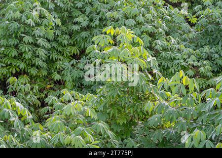 View of bright green plants and foliage of manihot esculenta aka cassava, manioc or yuca in tropical field Stock Photo