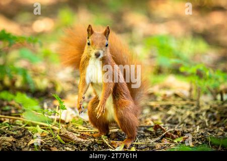 A red squirrel standing upright on its hind legs, stretching out its front legs while reaching upwards Stock Photo