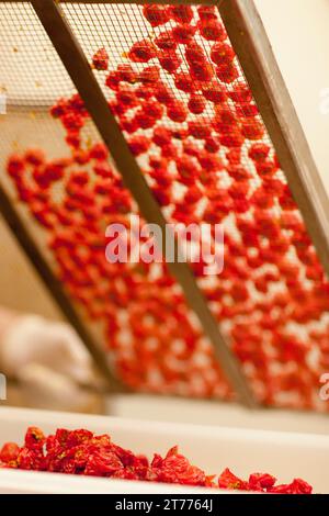 Close up of sun dried tomatoes on a drying mesh Stock Photo