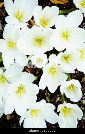Close up of White Lilies Stock Photo