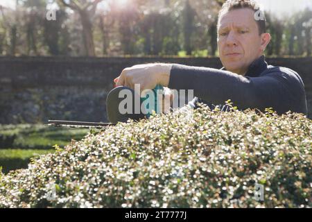 Gardener Cutting Boxwood Hedge with Electric Trimmer Stock Photo