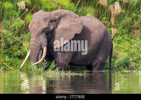 African bush elephant Stock Photo