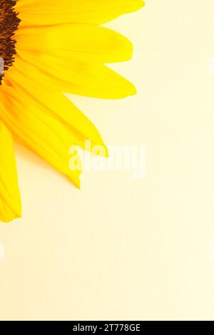detail of sunflower leaves on ivory background Stock Photo