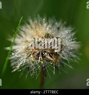 Single dandelion covered in dew drops, against a green background Stock Photo
