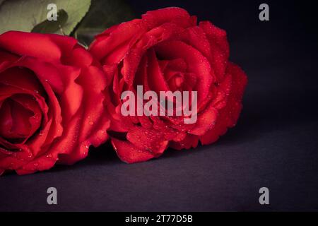 two roses with drops on dark background, valentine day and love concept Stock Photo