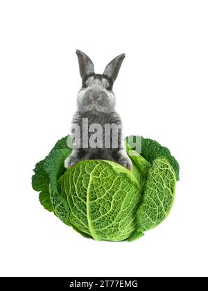 grey rabbit with cabbage on a white background Stock Photo