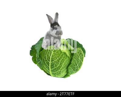 grey rabbit with cabbage on a white background Stock Photo
