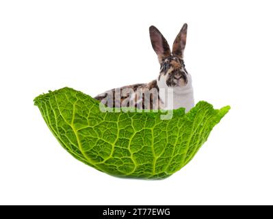 rabbit sitting in cabbage leaf isolated on white background Stock Photo