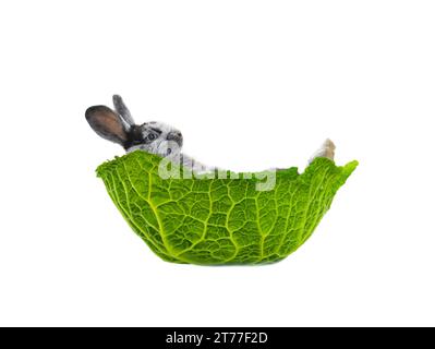rabbit lies in a cabbage leaf isolated on a white background Stock Photo