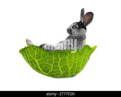 the rabbit lies in a cabbage leaf isolated on a white background Stock Photo